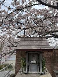 🌸🐱 Sakura at Neko train station - Kishi Station, Wakayama 