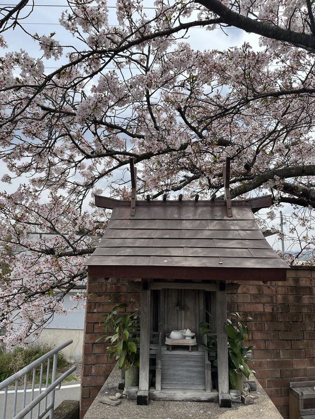 🌸🐱 Sakura at Neko train station - Kishi Station, Wakayama 
