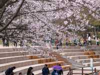 Chasing Sakura at Incheon Grand Park