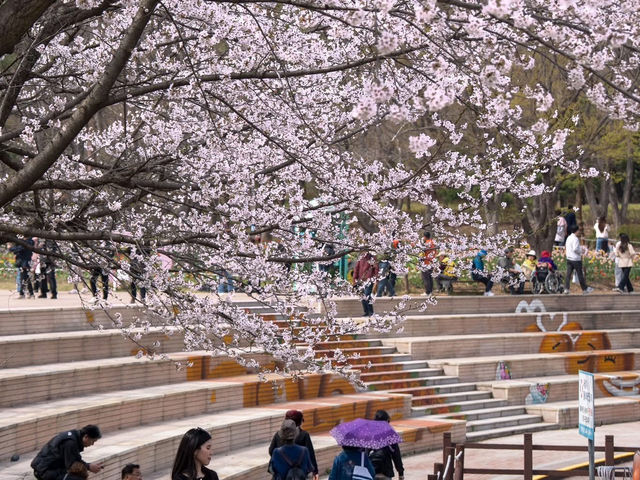 Chasing Sakura at Incheon Grand Park