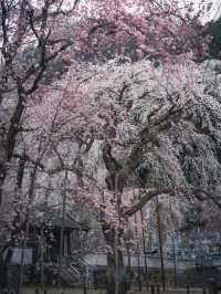 【おすすめ桜スポット】秩父の清雲寺　樹齢600年の枝垂れ桜