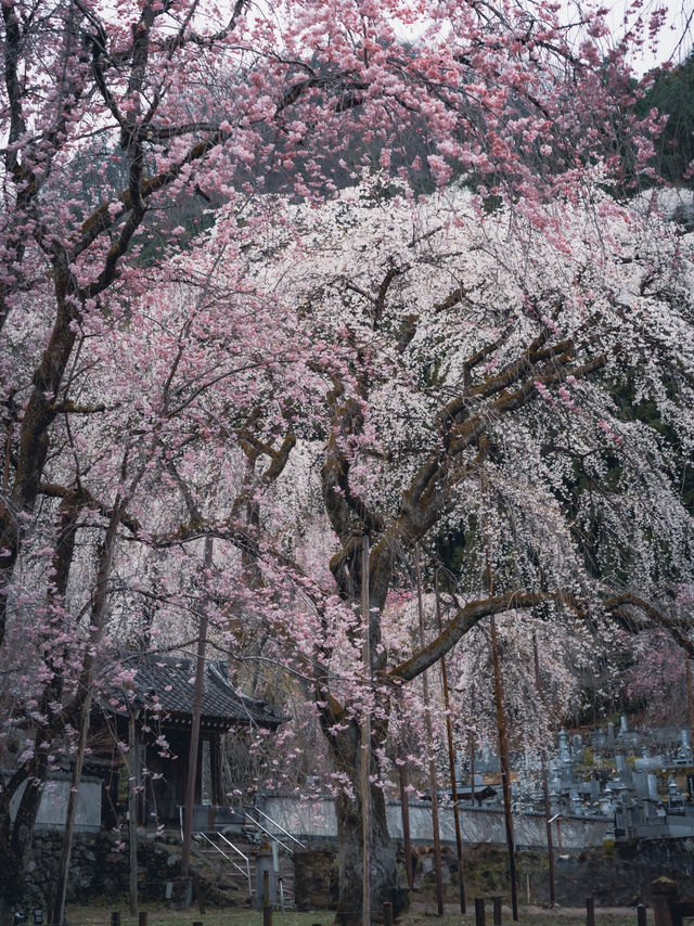 【おすすめ桜スポット】秩父の清雲寺　樹齢600年の枝垂れ桜