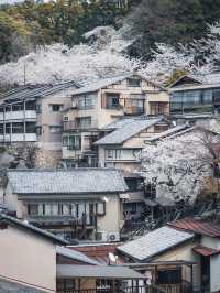 【おすすめ桜スポット】宮島厳島神社
