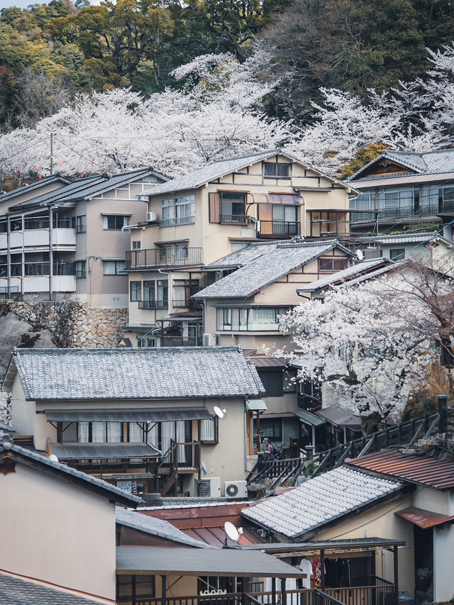 【おすすめ桜スポット】宮島厳島神社