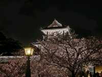 Sakura in Kanazawa - the hidden gem
