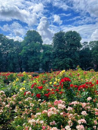 格拉斯哥周末短途遊——托爾克羅斯公園的夏日玫瑰