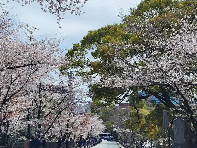 北九洲賞花🌸 熊本城櫻花盛開🌸
