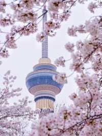 Blossoms by the Lake: Yuyuantan Park’s Springtime Spectacle