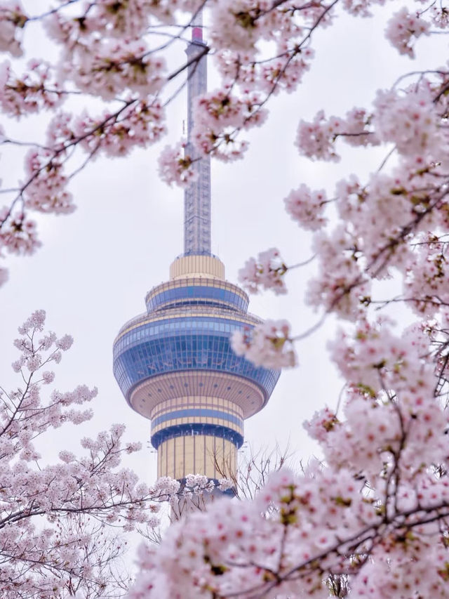Blossoms by the Lake: Yuyuantan Park’s Springtime Spectacle