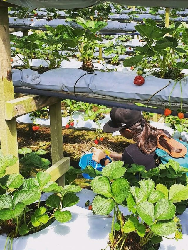 🍓 A Sweet Retreat at Genting Strawberry Leisure Farm!