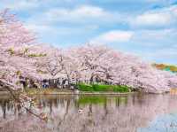 A Magical Day in Ueno Park: My Sakura Adventure in Tokyo