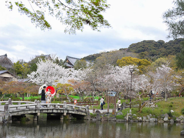 Maruyama Park: Kyoto's Most Lively Cherry Blossom Party