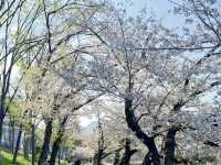2025大阪毛馬櫻之宮公園沿河浪漫櫻花步道