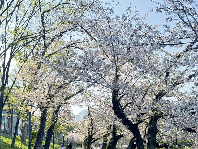 2025大阪毛馬櫻之宮公園沿河浪漫櫻花步道