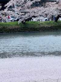 Sakura Rain at Hirosaki Park: A Dreamy Spring Wonderland
