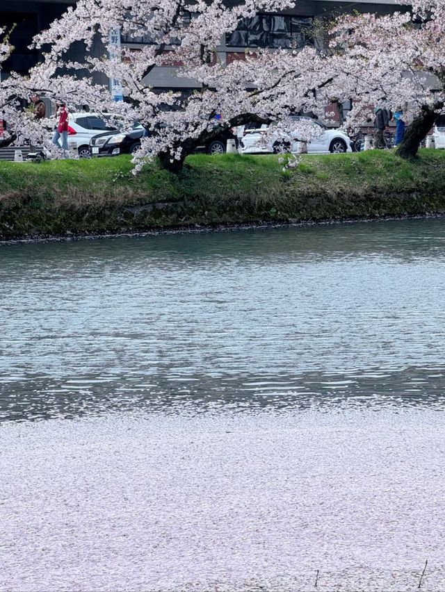 Sakura Rain at Hirosaki Park: A Dreamy Spring Wonderland