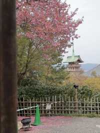 Must-Visit Kansai Cherry Blossom Routes: It's About More Than Just the Blossoms 🌸