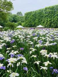 【栃木】藤の花だけでなく、菖蒲、紫陽花も素晴らしい