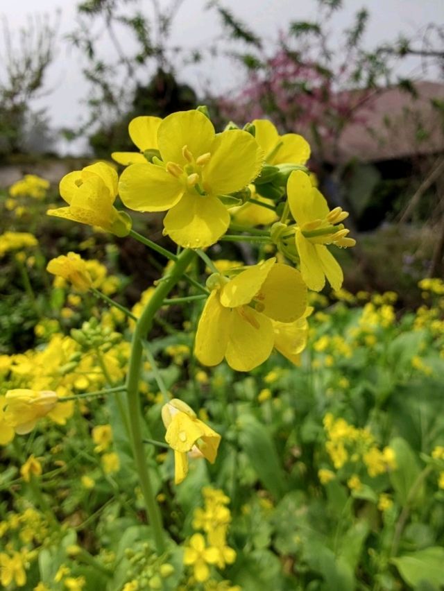 #英桃の天闊營地-新竹縣五峰鄉