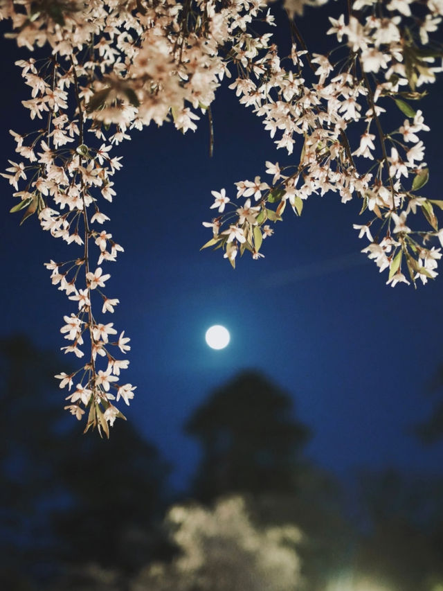 🌸 Sleepwalking Through the Night Sakura at Hirosaki Park, Aomori 🌌