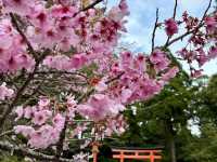 鹿兒島四日快閃追櫻
