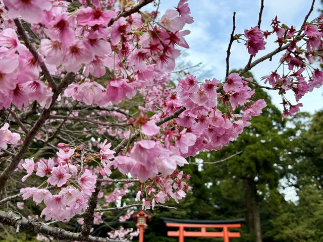 鹿兒島四日快閃追櫻