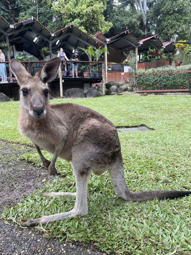 【オーストラリア】コアラ抱っこやカンガルーに餌やりも⁈ キュランダコアラ庭園