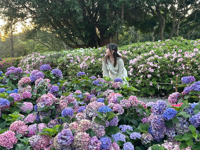 台北大安森林公園の繡球花仙境｜免費打卡＋偶遇松鼠小驚喜🐿️