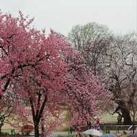 Cherry Blossom Bliss in the Heart of Tokyo