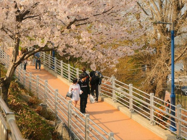 Cherry Blossoms at Yeouido Hangang Park: A Springtime Spectacle