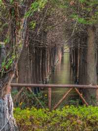 Reflections of Spring: Nature’s Calm at Haihong Wetland Park