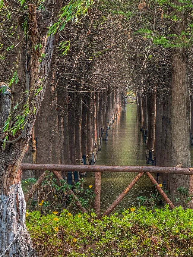 Reflections of Spring: Nature’s Calm at Haihong Wetland Park