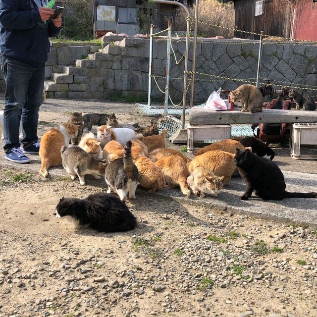 고양이 천국 아오시마