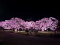 “Petals and Power: Matsumae Castle’s Spring Reign”