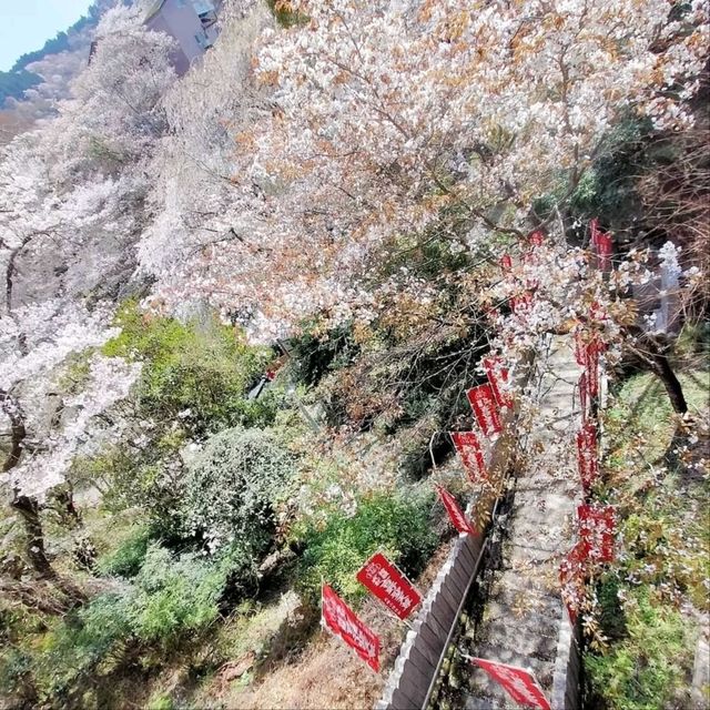 Cherry Blossoms with a View