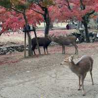 Just an Hour from Osaka: A Charming World of Deer, Temples & Tranquility