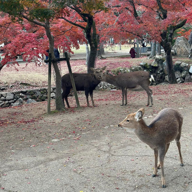 Just an Hour from Osaka: A Charming World of Deer, Temples & Tranquility