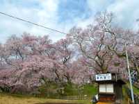 Where Cherry Blossoms & History Collide