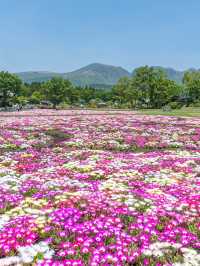 大分県　阿蘇くじゅう国立公園内 くじゅう花公園