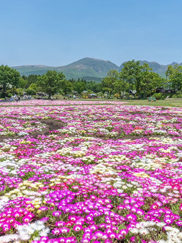 大分県　阿蘇くじゅう国立公園内 くじゅう花公園