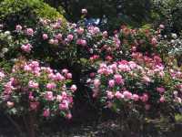 無料で楽しむ薔薇！港の見える丘公園にて