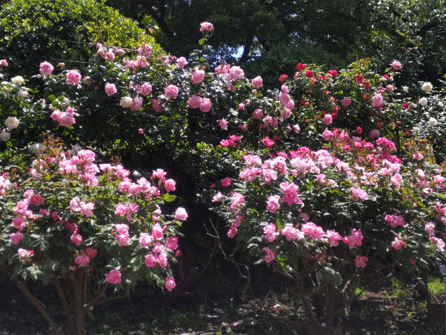 無料で楽しむ薔薇！港の見える丘公園にて