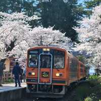 Cherry Blossoms, Lakeside Vibes, and Pure Chill