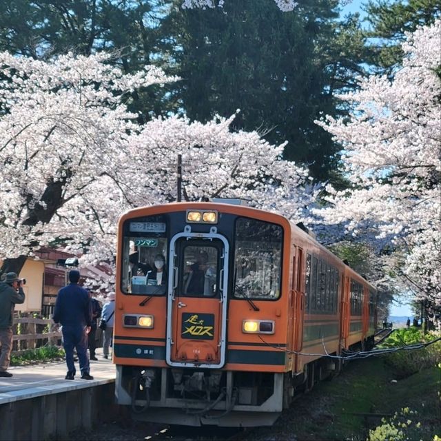Cherry Blossoms, Lakeside Vibes, and Pure Chill