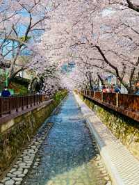 Changwon in Bloom: Experience the Magic of the Jinhae Cherry Blossom Festival