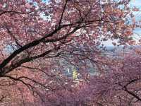 Matsuda Cherry Blossom Festival: Early Spring Charm in Kanagawa