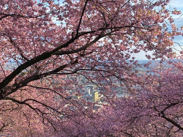 Matsuda Cherry Blossom Festival: Early Spring Charm in Kanagawa