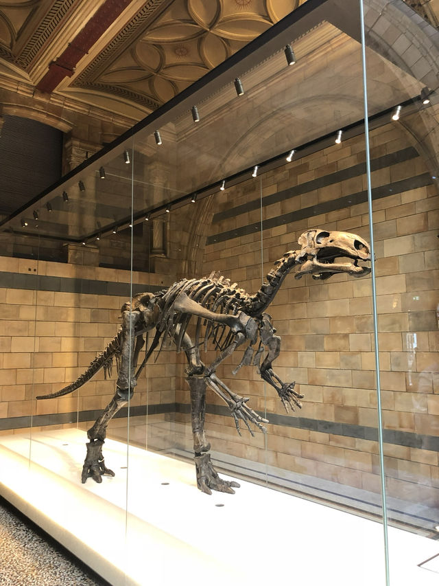 【倫敦必訪🌍自然歷史迷的天堂！自然歷史博物館體驗心得🦖🧬】