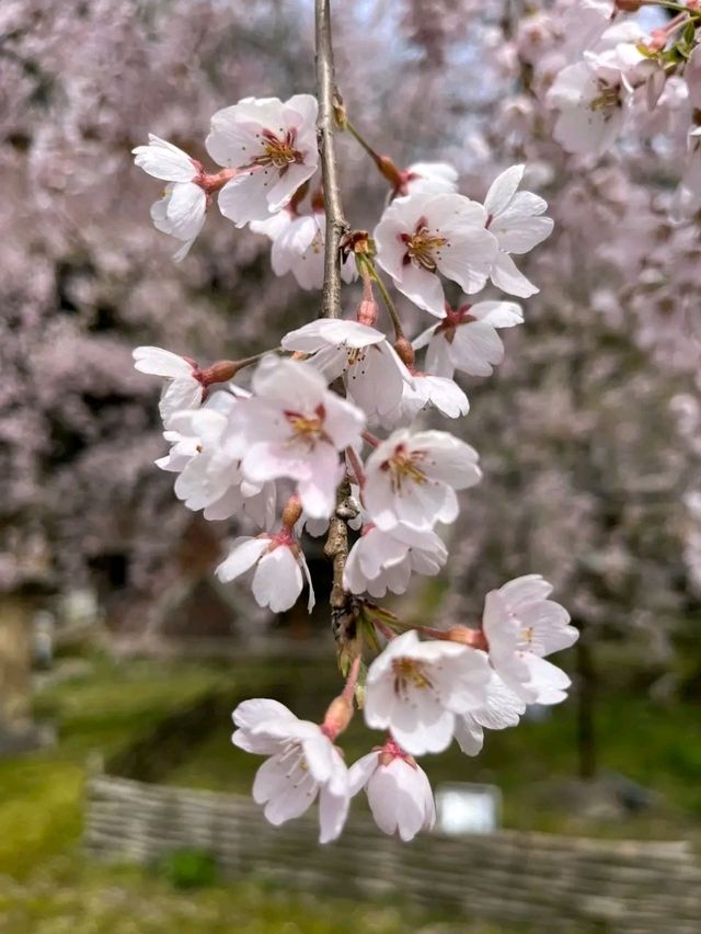 Tsuwano – The Little Kyoto of San’in