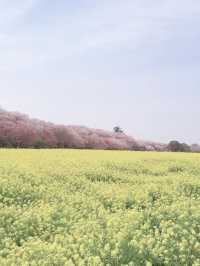 Sakura Tunnel Meets Rapeseed Sea – A Gongendo Dreamscape